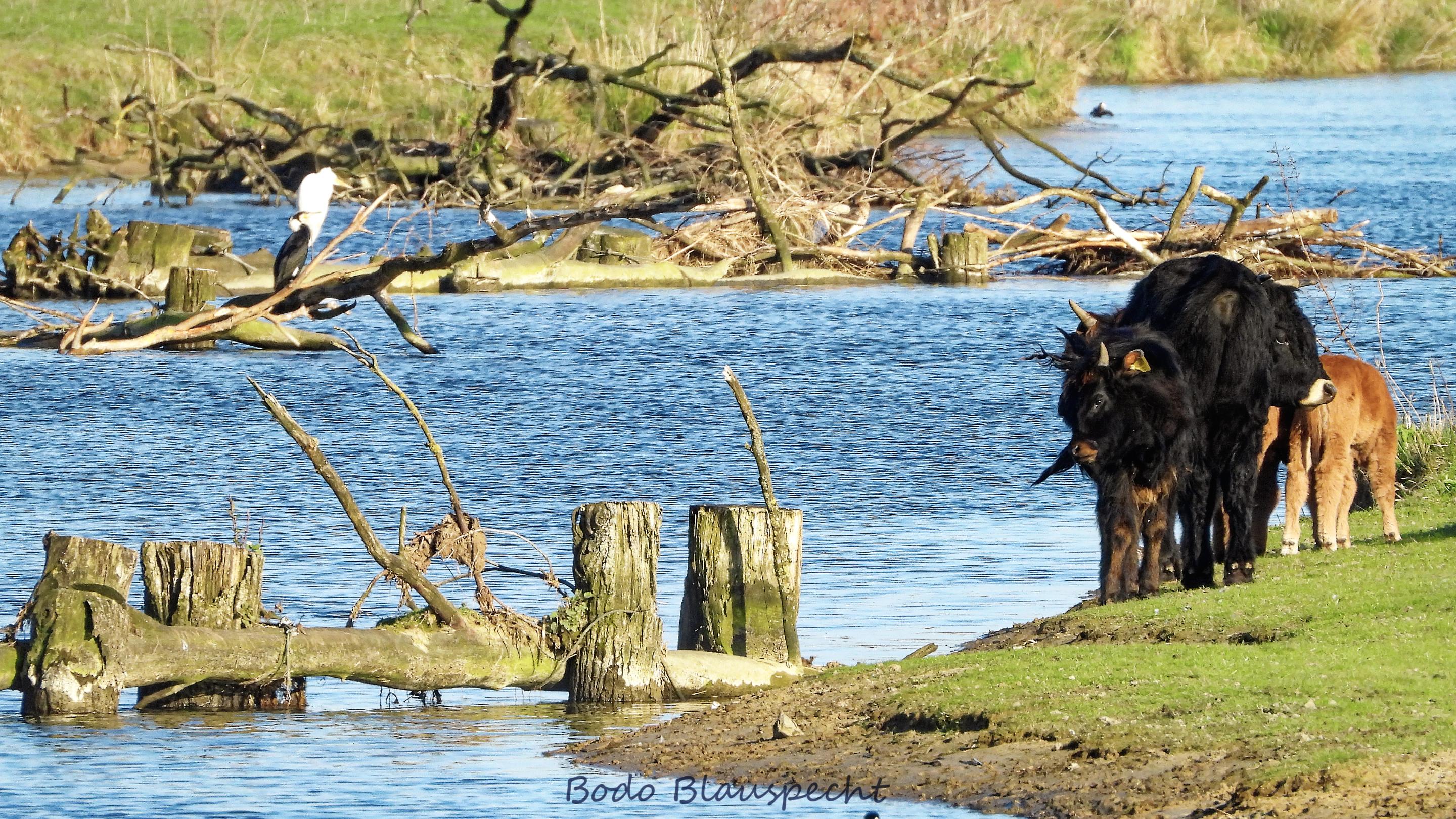 Landschaft   Tiere   Steveraue   2019.04.01 17.03 15 HQ